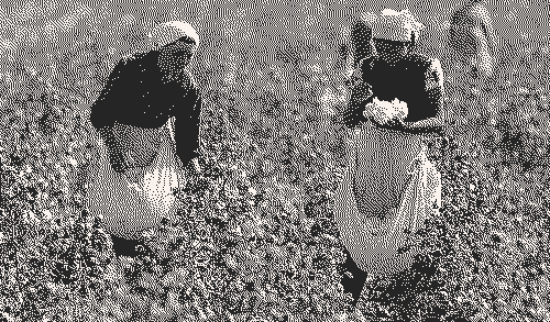 Trabajadoras recogiendo algodón